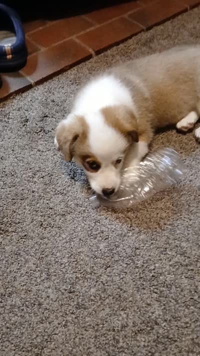Jack , a male Pembroke Welsh Corgi for sale in Redkey, IN – 4 of 4