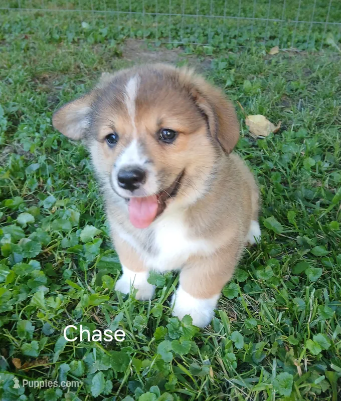 Chase – Pembroke Welsh Corgi puppy for sale in Redkey, IN