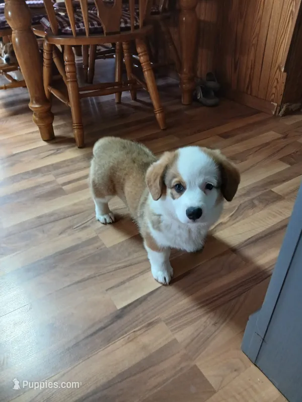Jack  – Pembroke Welsh Corgi puppy for sale in Redkey, IN