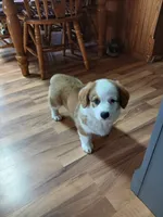 Jack , a male Pembroke Welsh Corgi for sale in Redkey, IN – 1 of 4