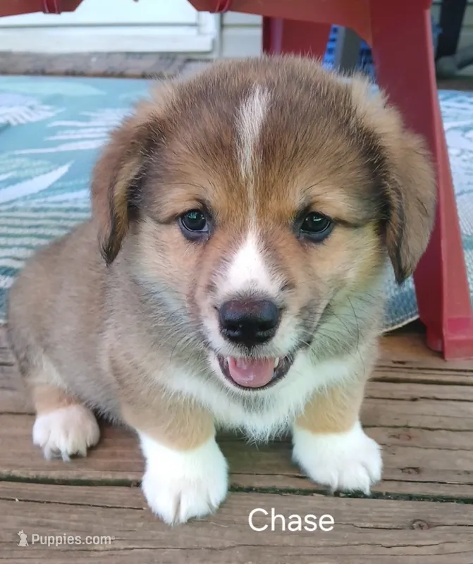Chase – Pembroke Welsh Corgi puppy for sale in Hartford City, IN