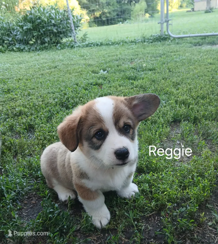 Reggie – Pembroke Welsh Corgi puppy for sale in Redkey, IN