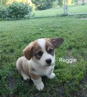 Reggie, a male Pembroke Welsh Corgi for sale in Redkey, IN – 1 of 2