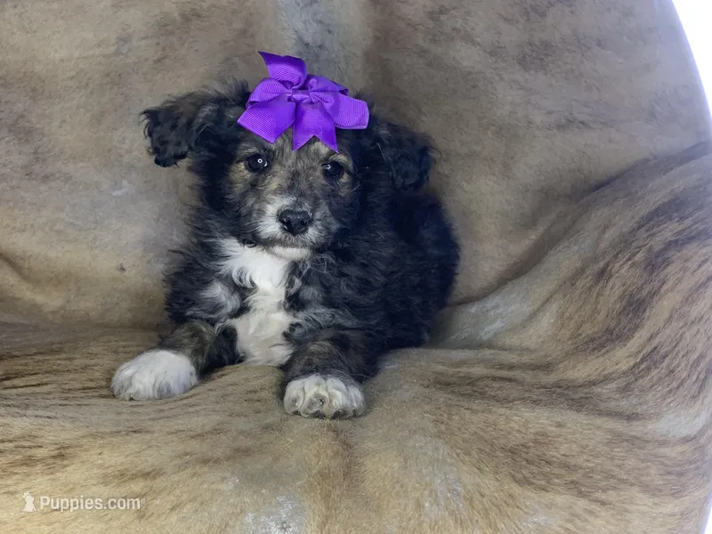 Lilly, a female Aussiedoodle for sale in Pocahontas, AR – Photo 1 of 3