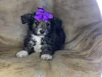 Lilly, a female Aussiedoodle for sale in Pocahontas, AR – Photo 1 of 3