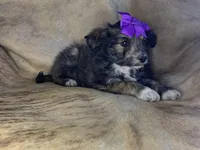 Lilly, a female Aussiedoodle for sale in Pocahontas, AR – Photo 3 of 3