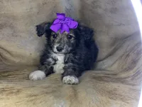 Lilly, a female Aussiedoodle for sale in Pocahontas, AR – Photo 2 of 3