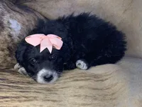 Sweetheart , a female Aussiedoodle for sale in Pocahontas, AR – Photo 3 of 3