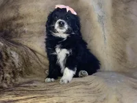 Sweetheart , a female Aussiedoodle for sale in Pocahontas, AR – Photo 1 of 3