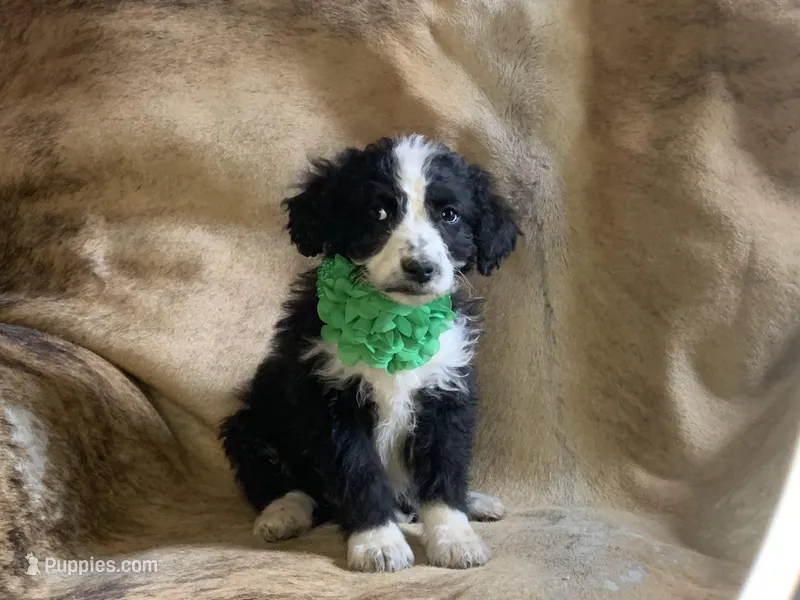 Snuggles – Aussiedoodle puppy for sale in Pocahontas, AR