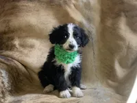 Snuggles, a male Aussiedoodle for sale in Pocahontas, AR – Photo 1 of 3