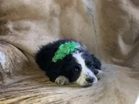 Snuggles, a male Aussiedoodle for sale in Pocahontas, AR – Photo 2 of 3