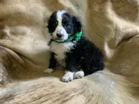 Snuggles, a male Aussiedoodle for sale in Pocahontas, AR – Photo 3 of 3