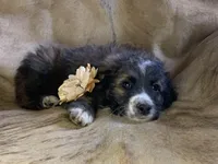 Cuddles, a male Aussiedoodle for sale in Pocahontas, AR – Photo 2 of 3