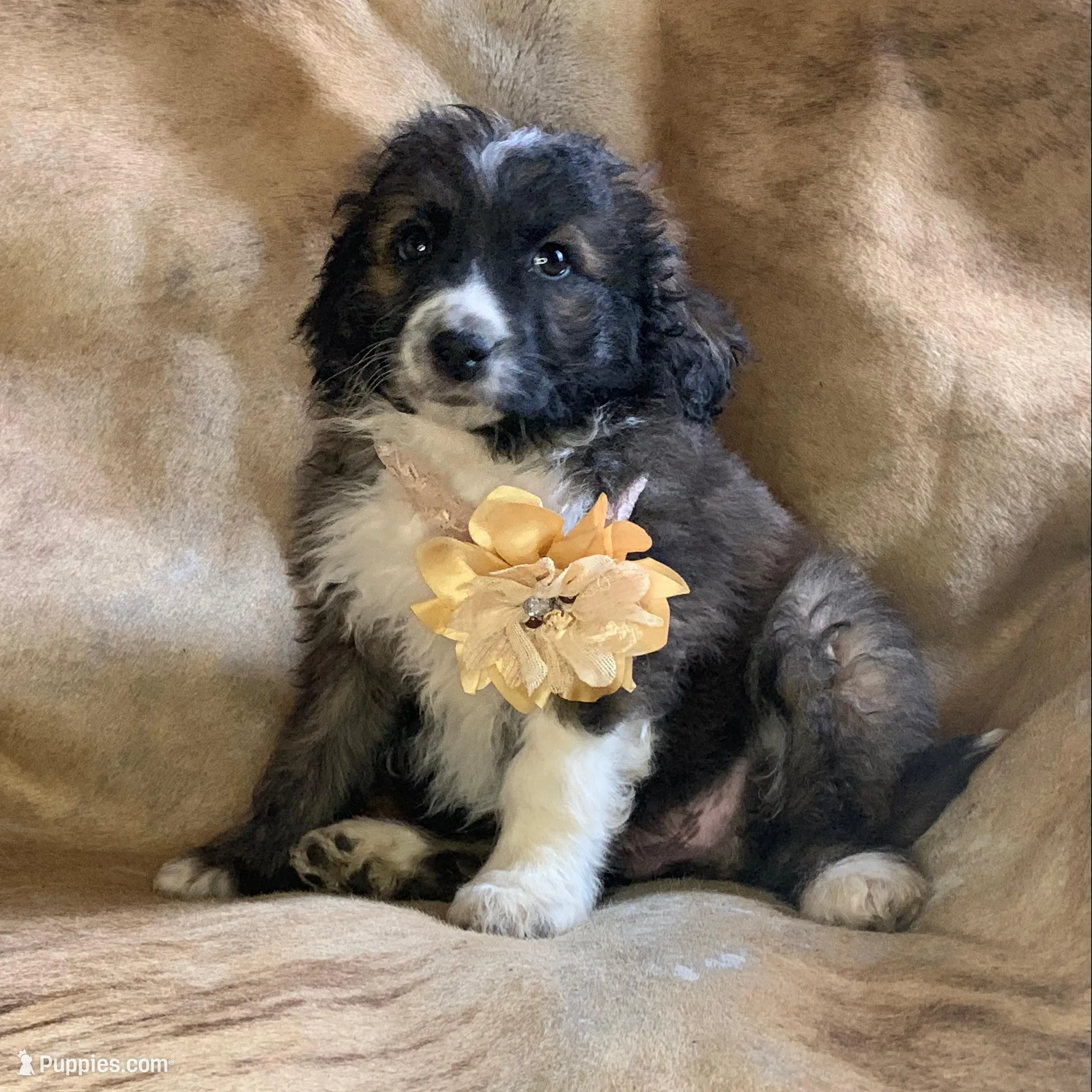 Cuddles, a male Aussiedoodle for sale in Pocahontas, AR – Photo 3 of 3