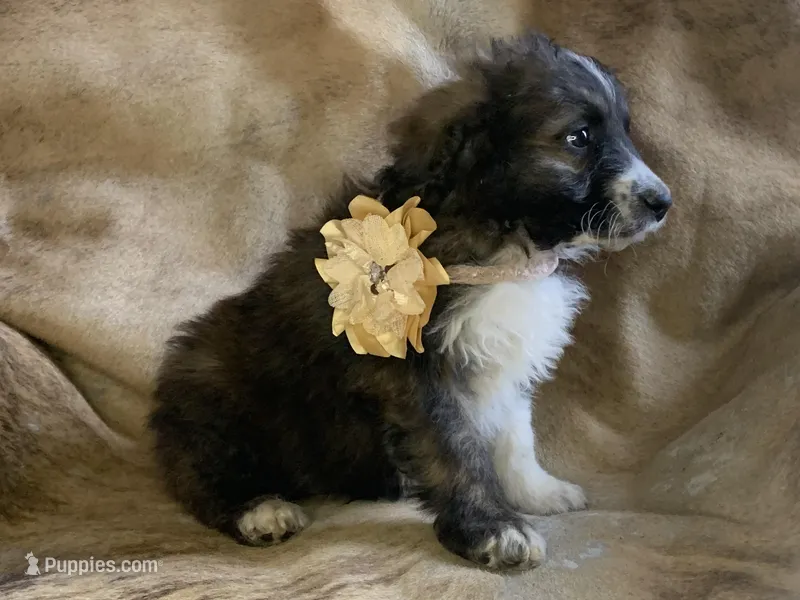 Cuddles – Aussiedoodle puppy for sale in Pocahontas, AR