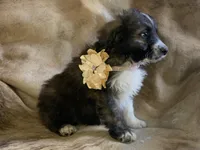 Cuddles, a male Aussiedoodle for sale in Pocahontas, AR – Photo 1 of 3