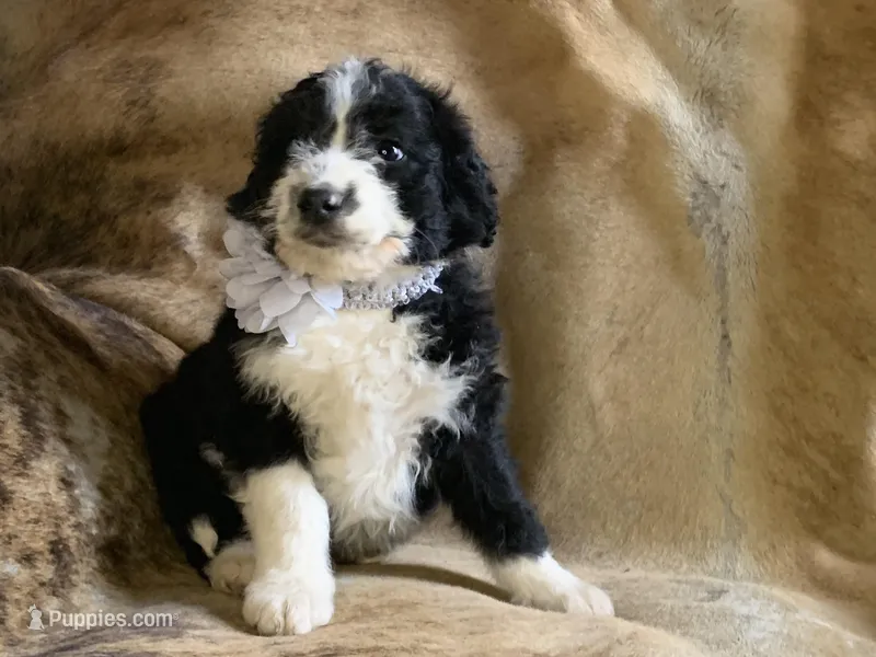 Allen – Aussiedoodle puppy for sale in Pocahontas, AR