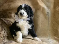 Allen, a male Aussiedoodle for sale in Pocahontas, AR – Photo 1 of 3