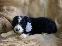 Allen, a male Aussiedoodle for sale in Pocahontas, AR – Photo 3 of 3