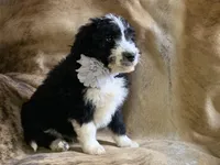 Allen, a male Aussiedoodle for sale in Pocahontas, AR – Photo 2 of 3