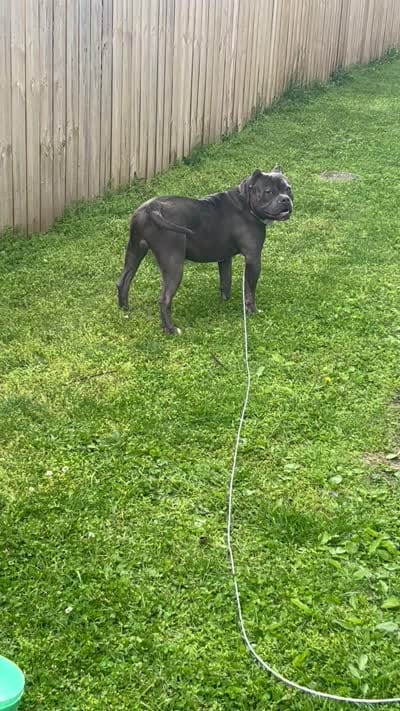 Zeus , a male American Bully for sale in Ohio City, OH – 7 of 8