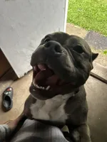 Zeus , a male American Bully for sale in Ohio City, OH – 2 of 8
