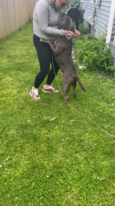 Zeus , a male American Bully for sale in Ohio City, OH – 8 of 8