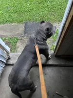 Zeus , a male American Bully for sale in Ohio City, OH – 5 of 8