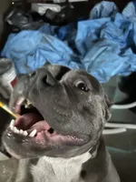 Zeus , a male American Bully for sale in Ohio City, OH – 3 of 8