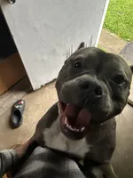Zeus , a male American Bully for sale in Ohio City, OH – 4 of 8