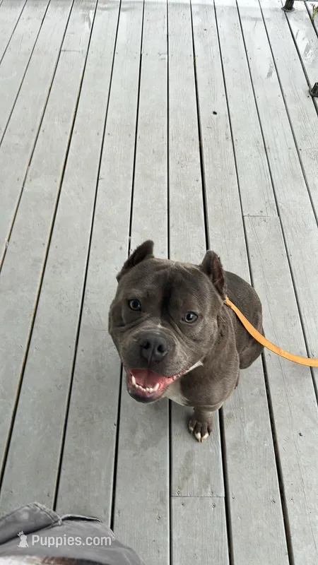 Zeus  – American Bully puppy for sale in Ohio City, OH