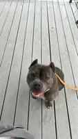 Zeus , a male American Bully for sale in Ohio City, OH – 1 of 8