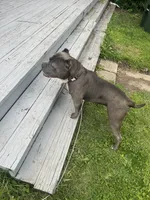 Zeus , a male American Bully for sale in Ohio City, OH – 6 of 8