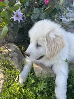 Josephine, a female Akbash and Great Pyrenees for sale in Topeka, KS – 6 of 7