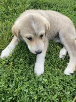 Debbie, a female Akbash and Great Pyrenees for sale in Topeka, KS – 3 of 4