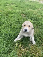 Florence, a female Akbash and Great Pyrenees for sale in Topeka, KS – 4 of 6