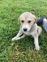 Florence, a female Akbash and Great Pyrenees for sale in Topeka, KS – 2 of 6