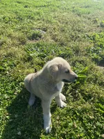 Podo, a male Akbash and Great Pyrenees for sale in Topeka, KS – 3 of 5