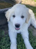 Josephine, a female Akbash and Great Pyrenees for sale in Topeka, KS – 2 of 7