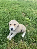 Florence, a female Akbash and Great Pyrenees for sale in Topeka, KS – 6 of 6