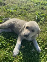 Podo, a male Akbash and Great Pyrenees for sale in Topeka, KS – 1 of 5