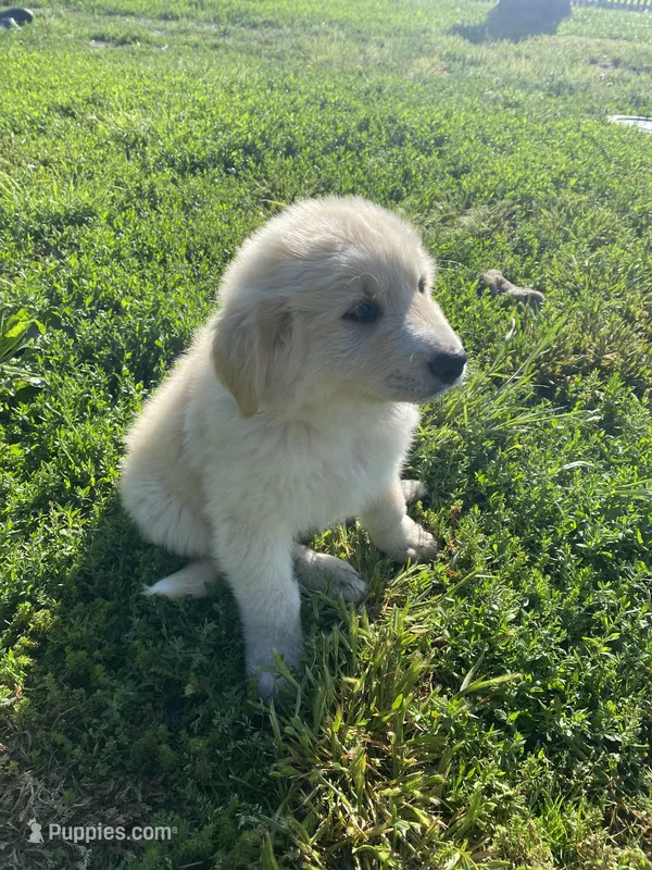 Thunderbolt – Akbash, Great Pyrenees puppy for sale in Topeka, KS
