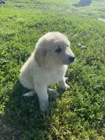 Thunderbolt, a male Akbash and Great Pyrenees for sale in Topeka, KS – 1 of 4