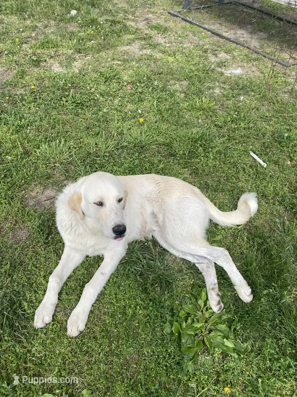 Ghost – Akbash, Great Pyrenees puppy for sale in Topeka, KS