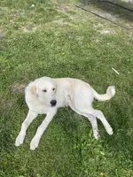 Ghost, a male Akbash and Great Pyrenees for sale in Topeka, KS – 1 of 1