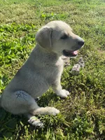Podo, a male Akbash and Great Pyrenees for sale in Topeka, KS – 5 of 5