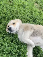 Florence, a female Akbash and Great Pyrenees for sale in Topeka, KS – 5 of 6