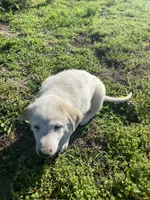 Ringer, a male Akbash and Great Pyrenees for sale in Topeka, KS – 5 of 8