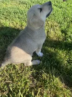 Podo, a male Akbash and Great Pyrenees for sale in Topeka, KS – 2 of 5